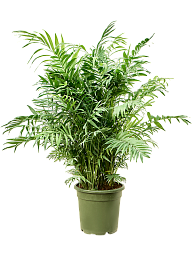 Shade-loving Parlour Palm Chamaedorea elegans Indoor House Plants