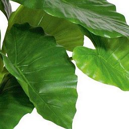 ALOCASIA CALIDORA Artificial Tree Plant