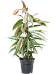 Lush Narrow-leaf Fig Ficus binnendijkii 'Amstel King' Tall Indoor House Plants Trees