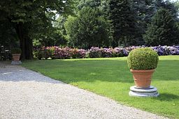 Photogenic Boxwood Buxus ball, Box ball (Buxus sempervirens)