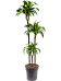 Insta-friendly Corn Plant Dracaena fragrans 'Dorado' Tall Indoor House Plants Trees