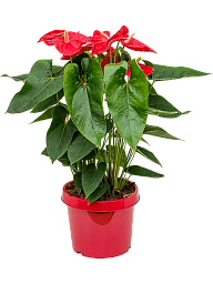Colorful Flamingo Flower Anthurium andraeanum 'Dakota' Indoor House Plants