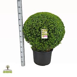 Buxus sempervirens Bol 60