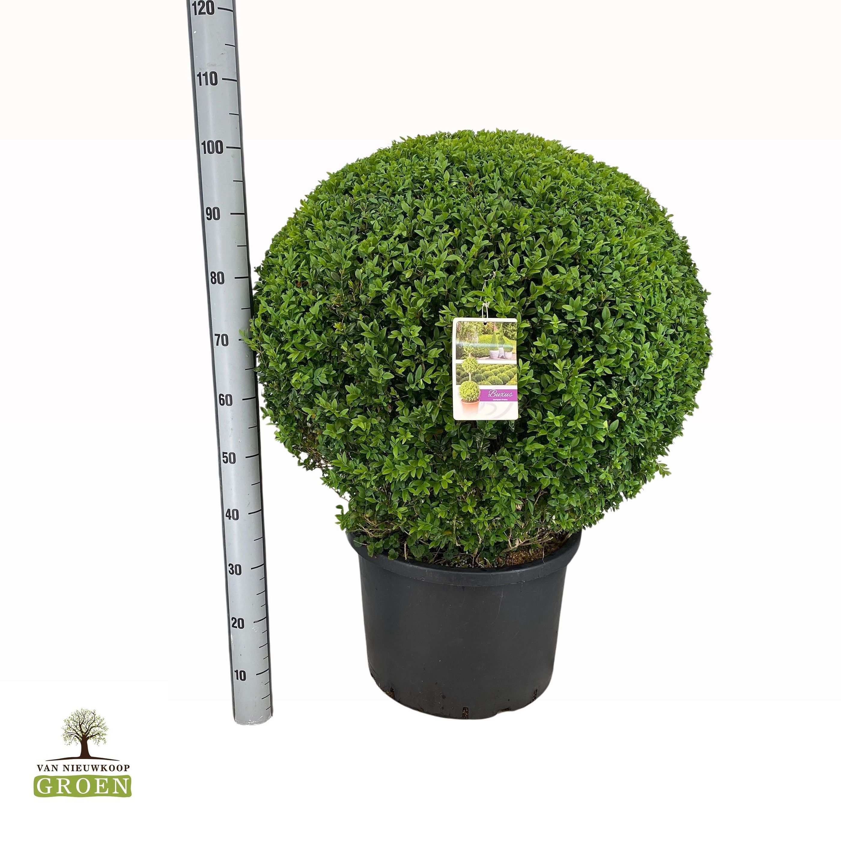 Buxus sempervirens Bol 60