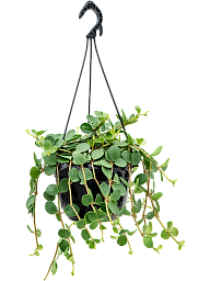 Easy-Care Radiator Plant Peperomia tetraphylla 'Hope' Indoor House Plants