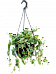 Easy-Care Radiator Plant Peperomia tetraphylla 'Hope' Indoor House Plants