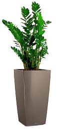 Zamioculcas Zamiifolia in LECHUZA CUBICO Self-watering Planter, Total Height 150 cm