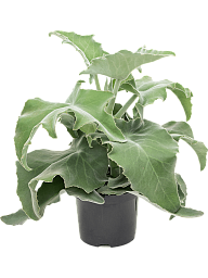 Lush Feltbush Kalanchoe beharensis Indoor House Plants