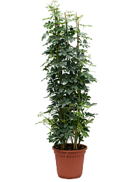 Colorful Umbrella Tree Schefflera arboricola Indoor House Plants