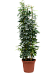 Colorful Umbrella Tree Schefflera arboricola Indoor House Plants