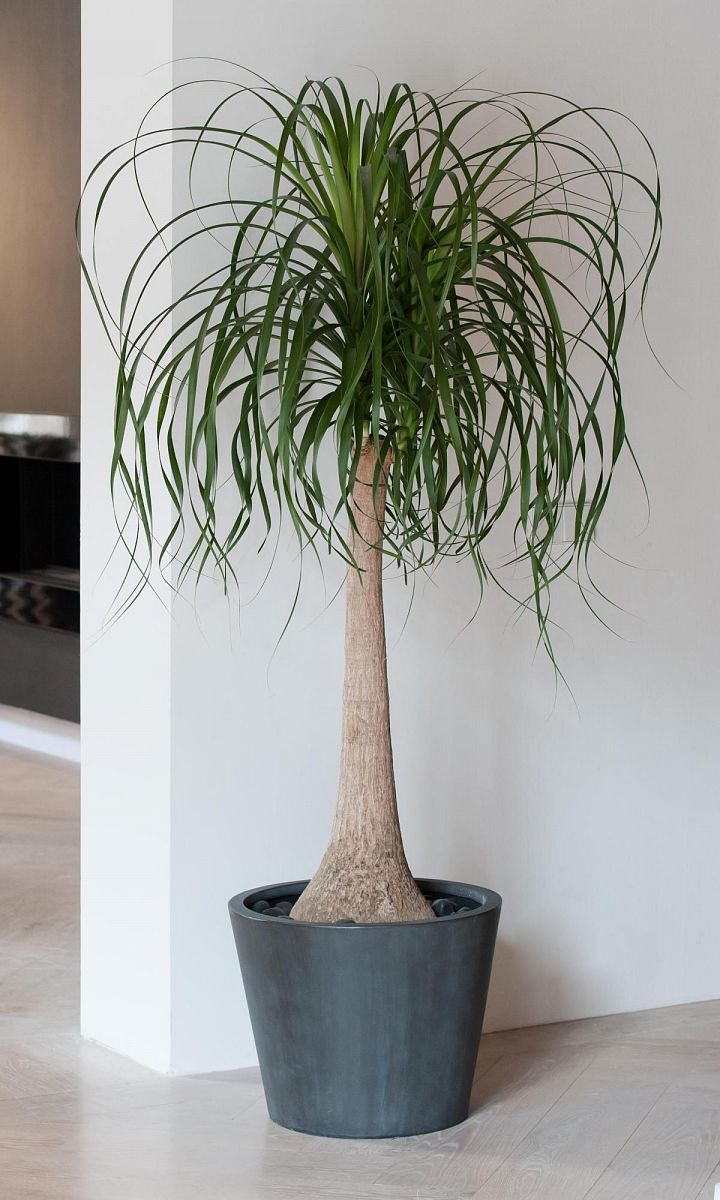 Tall Fiberstone Round Planter by Idealist Premium BUCKET