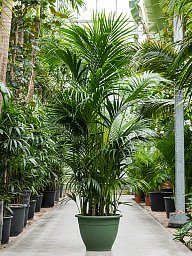 Lush Sentry Palm Kentia (Howea) forsteriana Indoor House Plants