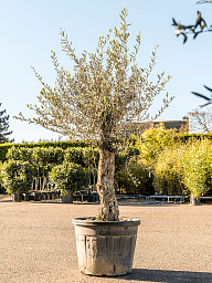 Showy Olive Olea europaea