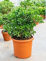 Easy-Care Jade Plant Crassula ovata Indoor House Plants