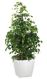 Ficus Benjamina Danielle in LECHUZA QUADRO LS Self-watering Planter, Total Height 120 cm