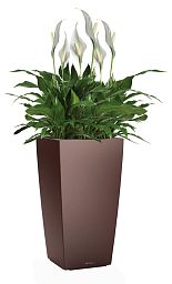 Blooming Spathiphyllum Sweet Chico in LECHUZA CUBICO Self-watering Planter, Total Height 80 cm