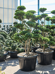 Cute Japanese Holly Ilex crenata 'Impala' Outdoor Plants Cute Japanese Holly Ilex crenata 'Impala' Outdoor Plants