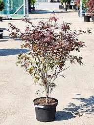 Lush Japanese Maple Acer Palmatum 'Atropurpureum' (90-110) Outdoor Plants