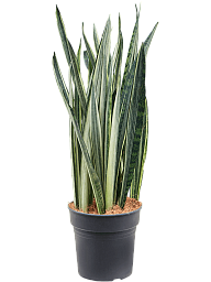 Easy-Care Snake Plant Sansevieria trifasciata 'Bantel' Indoor House Plants