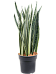 Easy-Care Snake Plant Sansevieria trifasciata 'Bantel' Indoor House Plants