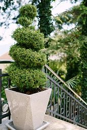 Photogenic Boxwood Buxus spiral (Buxus Sempervirens)