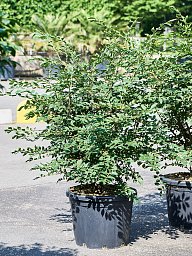 Showy Spindletree Euonymus alatus Outdoor Plants