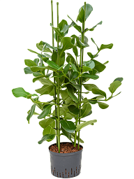 Lush Autograph Tree Clusia rosea Indoor House Plants
