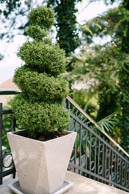 Photogenic Boxwood Buxus spiral (Buxus Sempervirens)