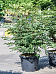 Showy Spindletree Euonymus alatus Outdoor Plants