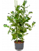 Lush Autograph Tree Clusia rosea Indoor House Plants