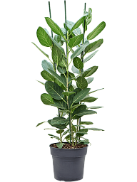 Lush Banyan Fig Ficus benghalensis 'Audrey' Indoor House Plants
