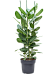 Lush Banyan Fig Ficus benghalensis 'Audrey' Indoor House Plants