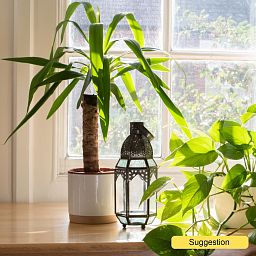 Insta-friendly Spineless Yucca elephantipes Tall Indoor House Plants Trees
