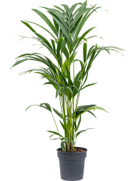 Lush Sentry Palm Kentia (Howea) forsteriana Indoor House Plants