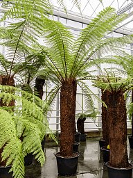 Lush Soft Tree Fern Dicksonia antarctica Tall Indoor House Plants Trees