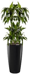 Dracaena Fragrans Janet Greig in LECHUZA RONDO Self-watering Planter, Total Height 150 cm