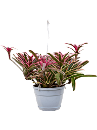 Colorful Blushing Bromeliad Neoregelia 'Donger' Indoor House Plants