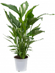 Spathiphyllum 'Sweet Sebastiano' W80 H110 cm