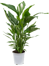 Photogenic Peace Lily Spathiphyllum 'Sweet Sebastiano' Indoor House Plants