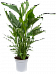 Photogenic Peace Lily Spathiphyllum 'Sweet Sebastiano' Indoor House Plants