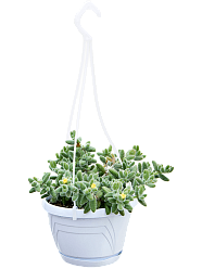 Lush Rosea Ice Plant Delosperma hispidum Indoor House Plants