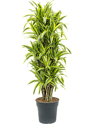 Colorful Corn Plant Dracaena fragrans 'Lemon Lime' Tall Indoor House Plants Trees