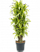 Colorful Corn Plant Dracaena fragrans 'Lemon Lime' Tall Indoor House Plants Trees