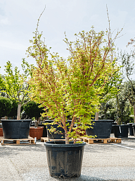Lush Japanese Maple Acer Palmatum 'Sangokaku'