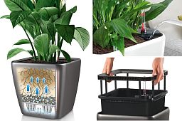 Codiaeum in LECHUZA QUADRO LS Self-watering Planter, Total Height 60 cm