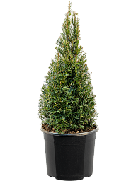 Photogenic English Yew Taxus baccata