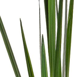 Reed Stem Artificial Grass Plant