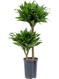 Easy-Care Corn Plant Dracaena fragrans 'Compacta' Indoor House Plants