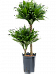 Easy-Care Corn Plant Dracaena fragrans 'Compacta' Indoor House Plants