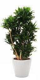 Dracaena Fragrans Compacta in LECHUZA CLASSICO LS Self-watering Planter, Total Height 105 cm